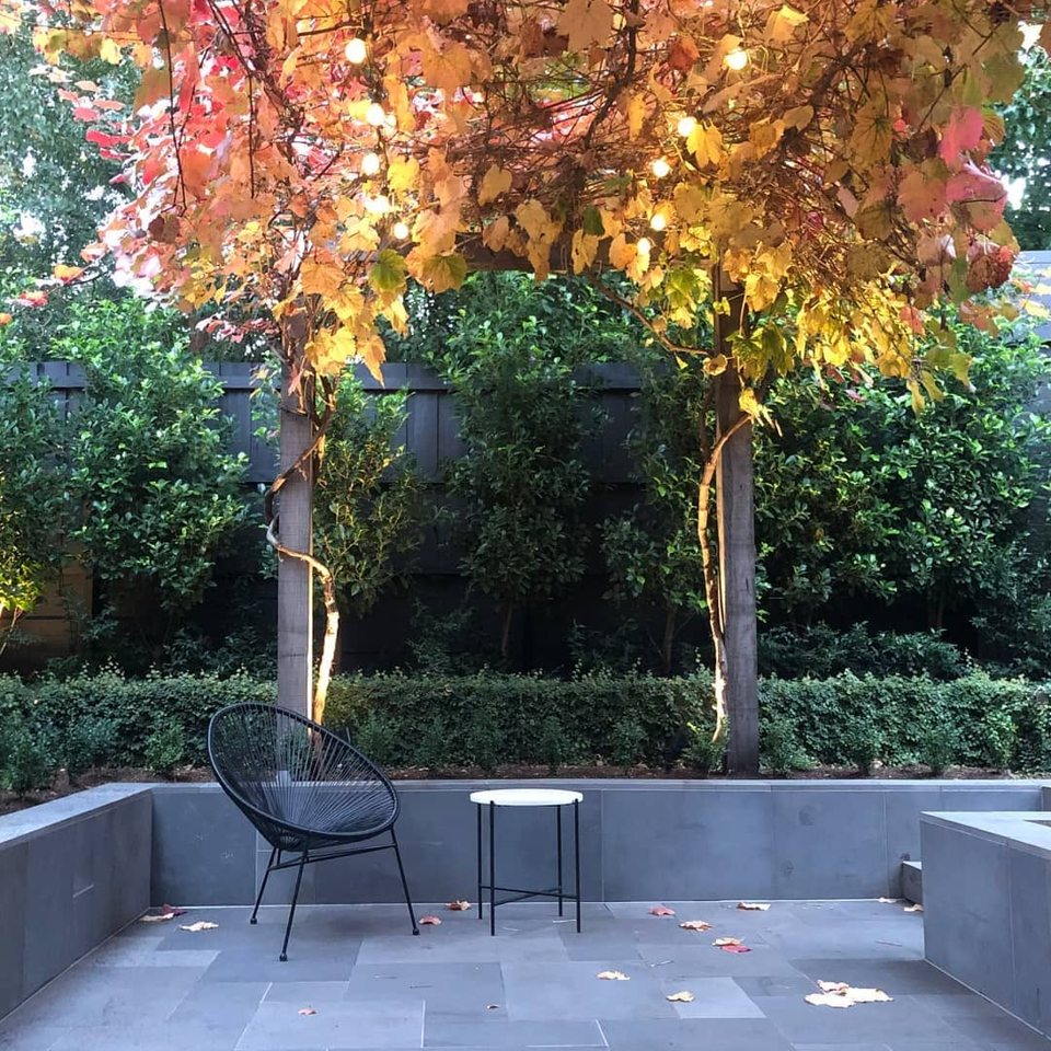 Sunken bluestone terrace beneath an ornamental grape in autumn colour, festoon lights above