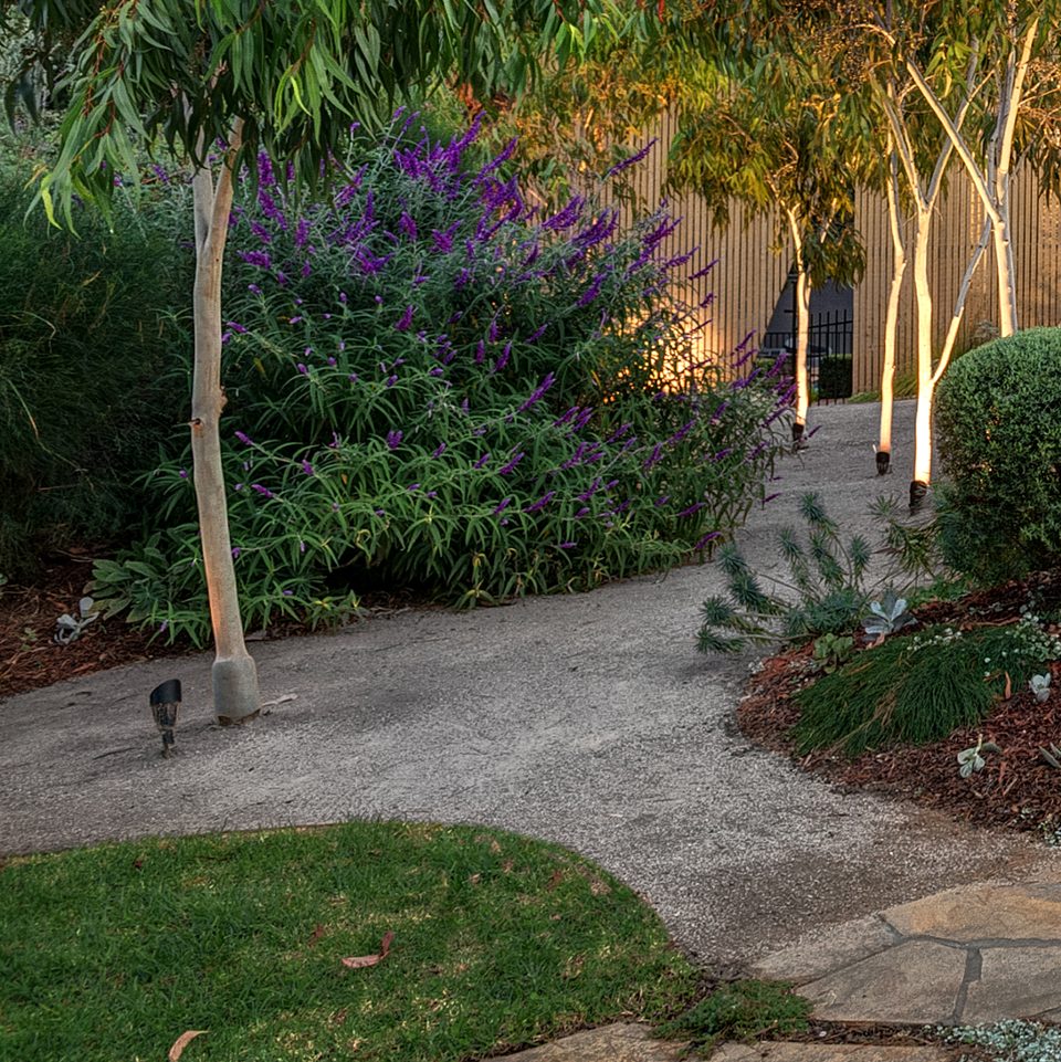 Garden path at night beneath white-trunked birches and purple flowering shrubs