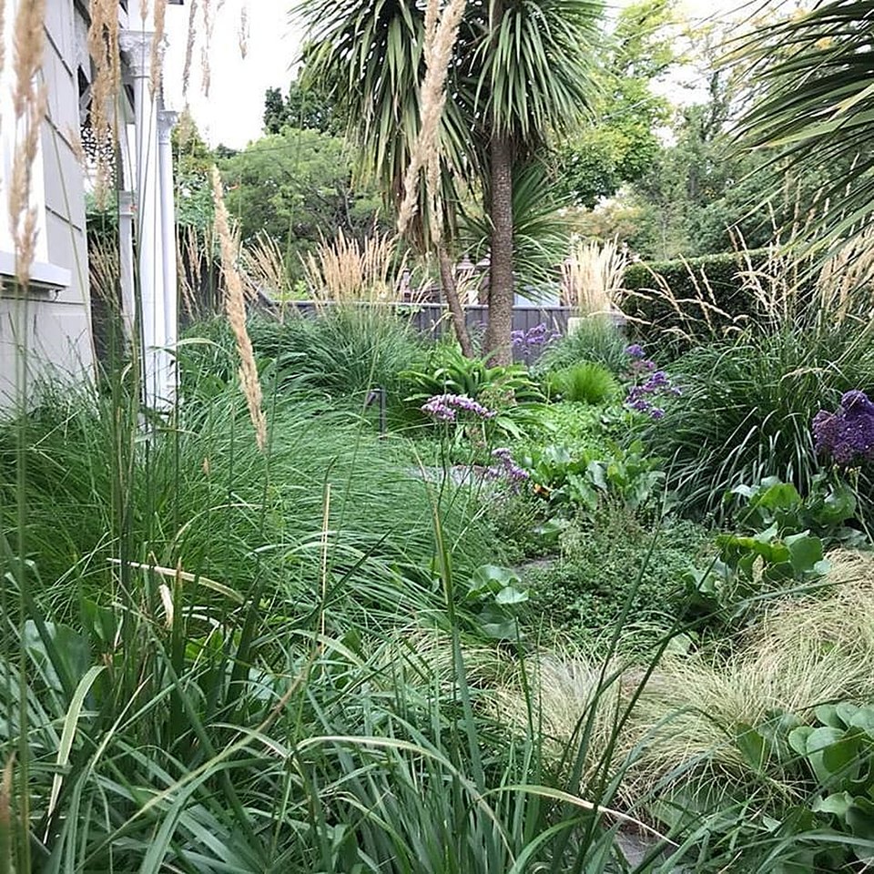 Naturalistic garden of grasses, purple perennials and groundcovers beside a white Victorian verandah, cordylines above