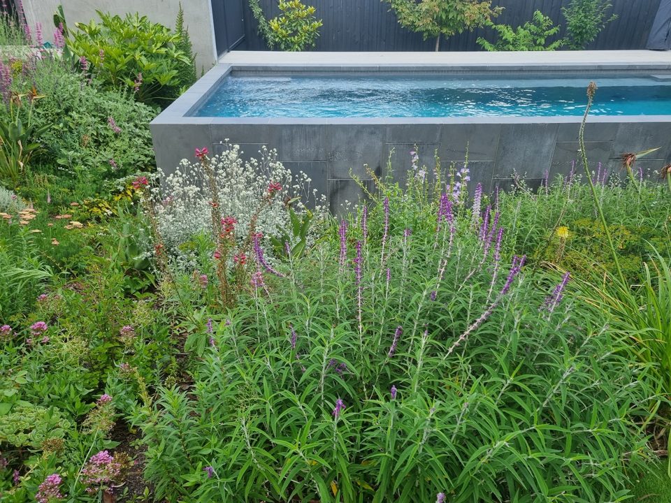 Raised concrete pool edge rising from salvias, grasses and perennials