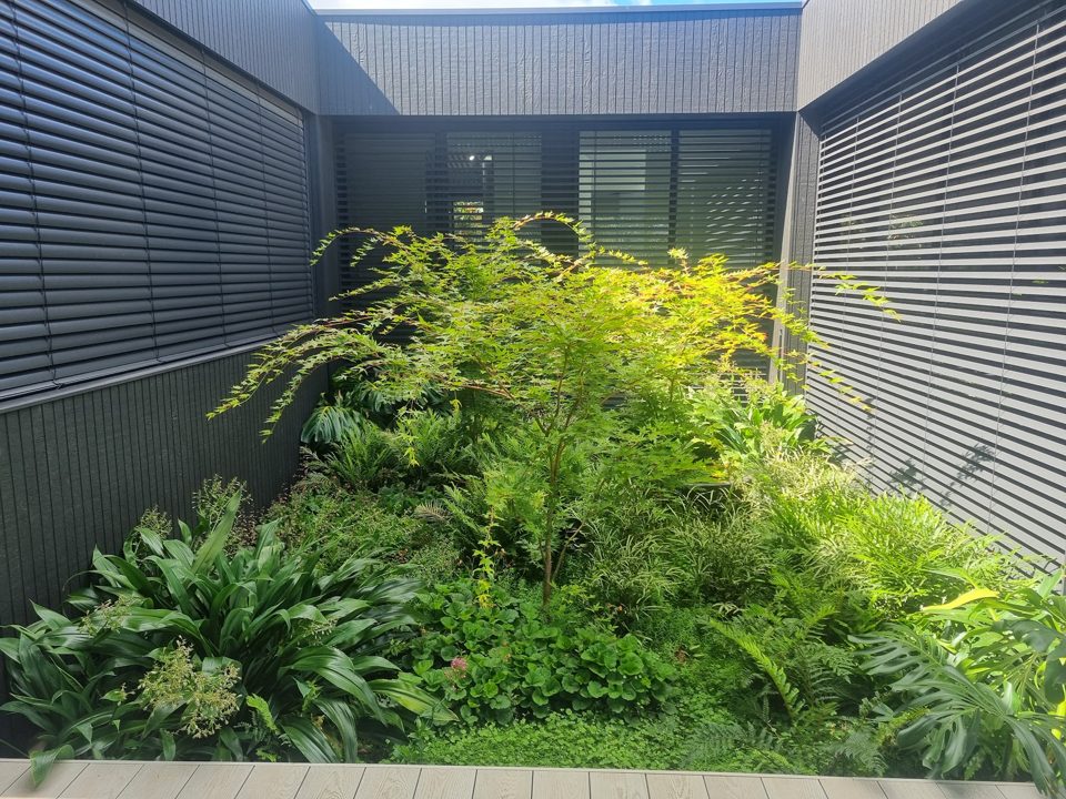 Shaded courtyard massed with ferns against ribbed cladding